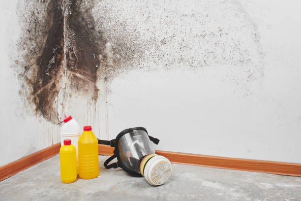Best Mold Removal Process  in West Glendive, MT
