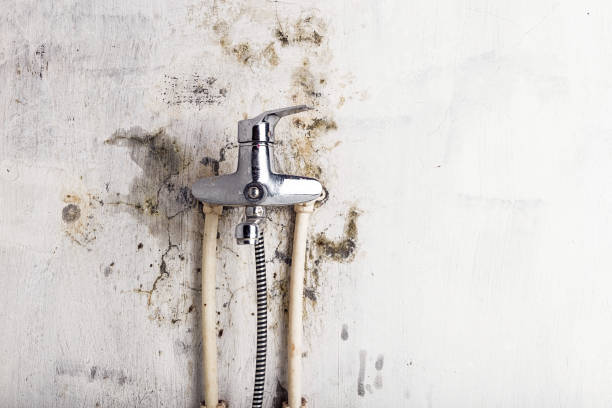 Best Professional Mold Removal  in West Glendive, MT