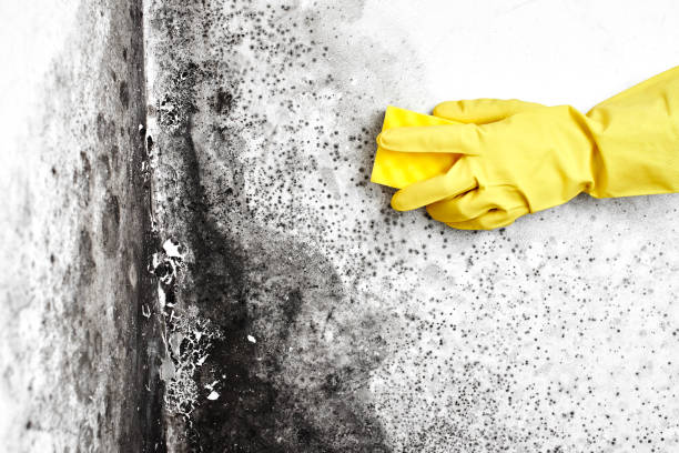 Best Local Mold Removal Service  in West Glendive, MT