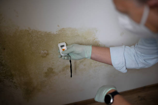 Mold Removal Process in West Glendive, MT