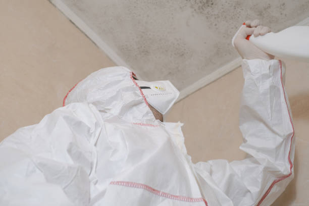 Professional Mold Removal in West Glendive, MT