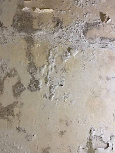 Best Commercial Mold Removal  in West Glendive, MT