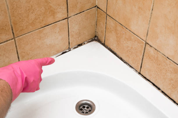 Professional Mold Removal in West Glendive, MT